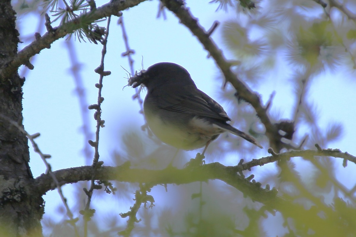 Юнко сірий - ML646872036