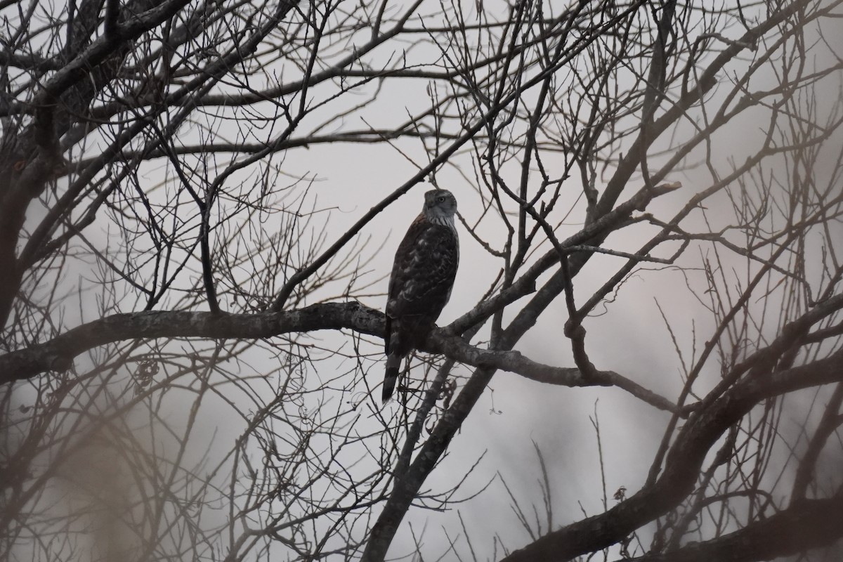 蒼鷹 - ML646872037