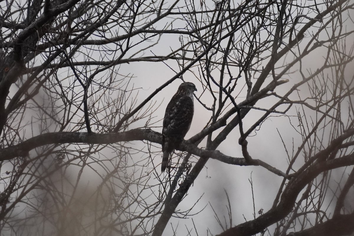 蒼鷹 - ML646872038