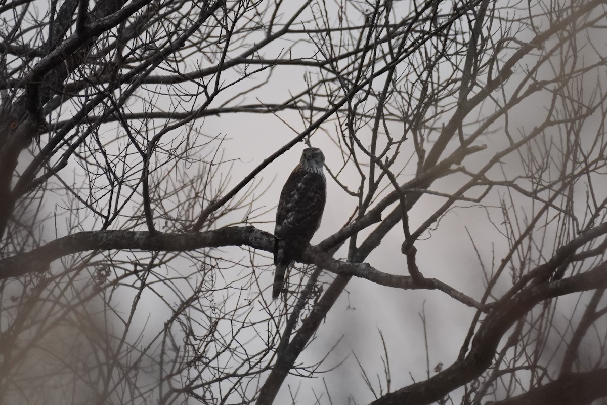 蒼鷹 - ML646872039