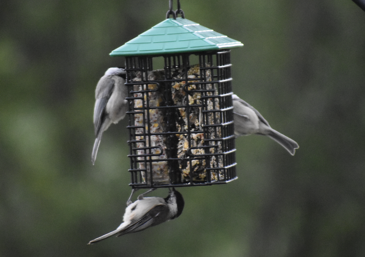 Гаїчка каролінська - ML646872041