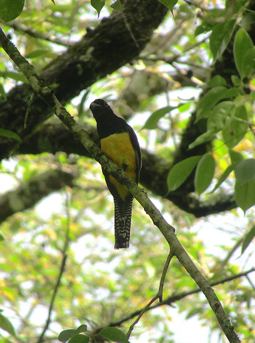 trogon podvazkový - ML646872044