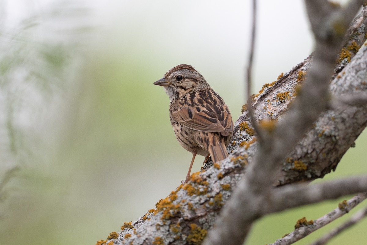 ヒメウタスズメ - ML646872047