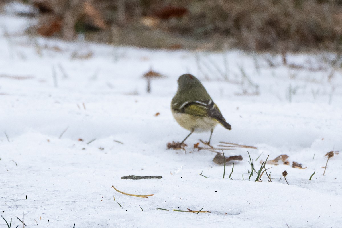 Ruby-crowned Kinglet - ML646872056