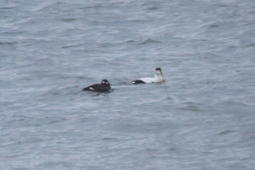 ærfugl (dresseri) - ML646872058