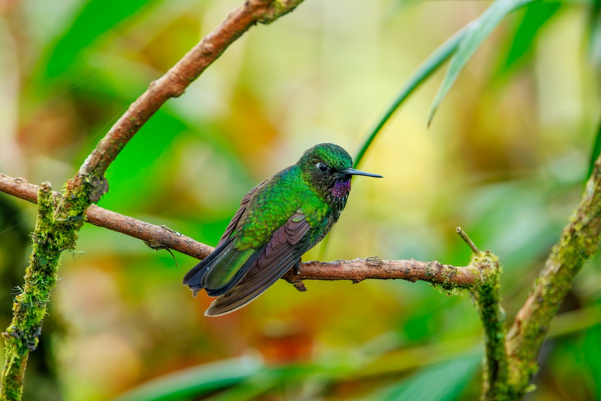 Tourmaline Sunangel - ML646872060