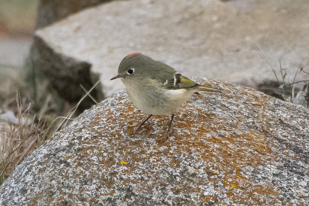 Ruby-crowned Kinglet - ML646872065