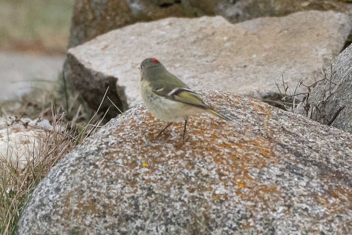 Ruby-crowned Kinglet - ML646872066