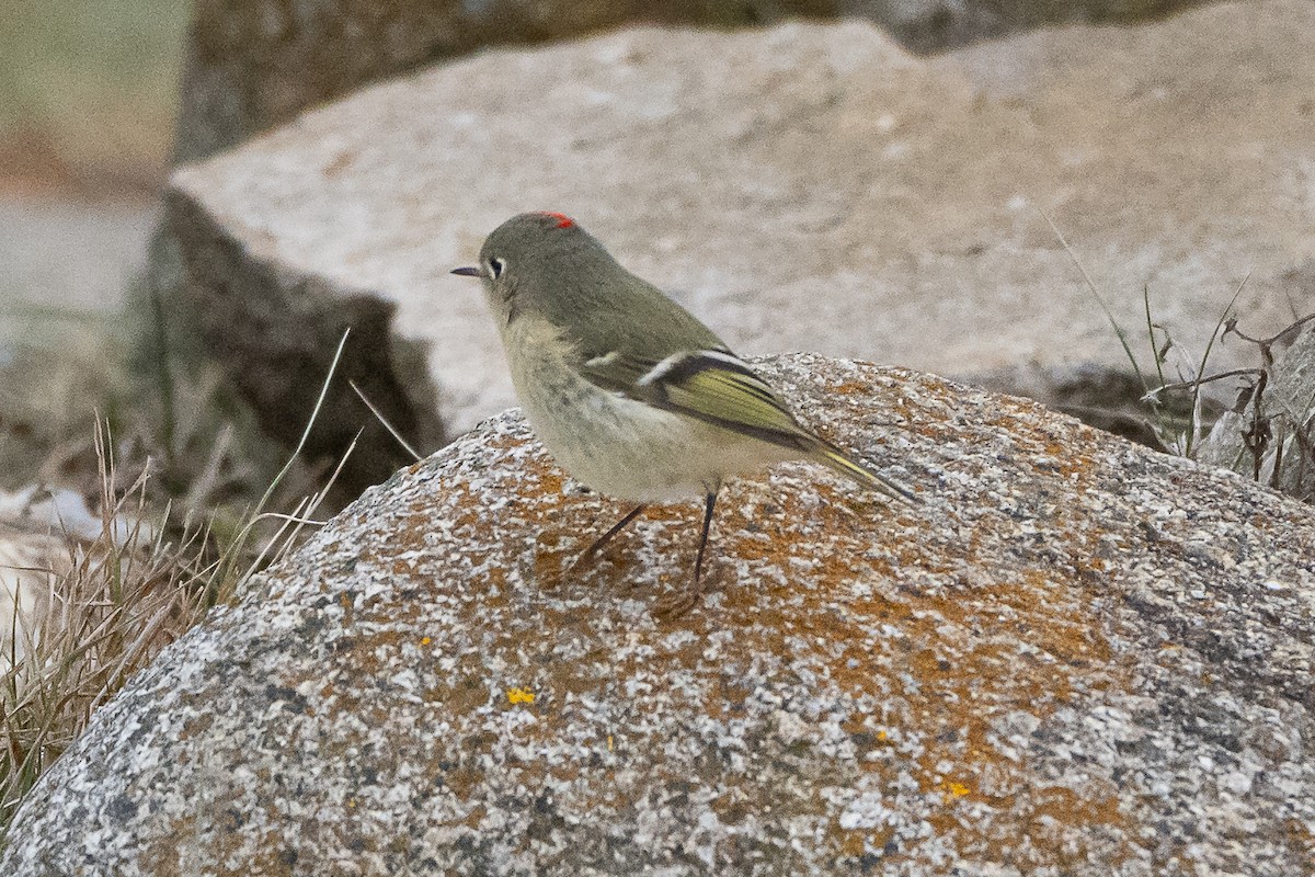Ruby-crowned Kinglet - ML646872067
