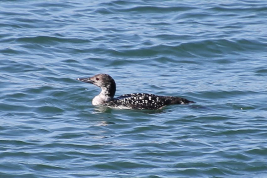 Гагара полярна - ML646872069