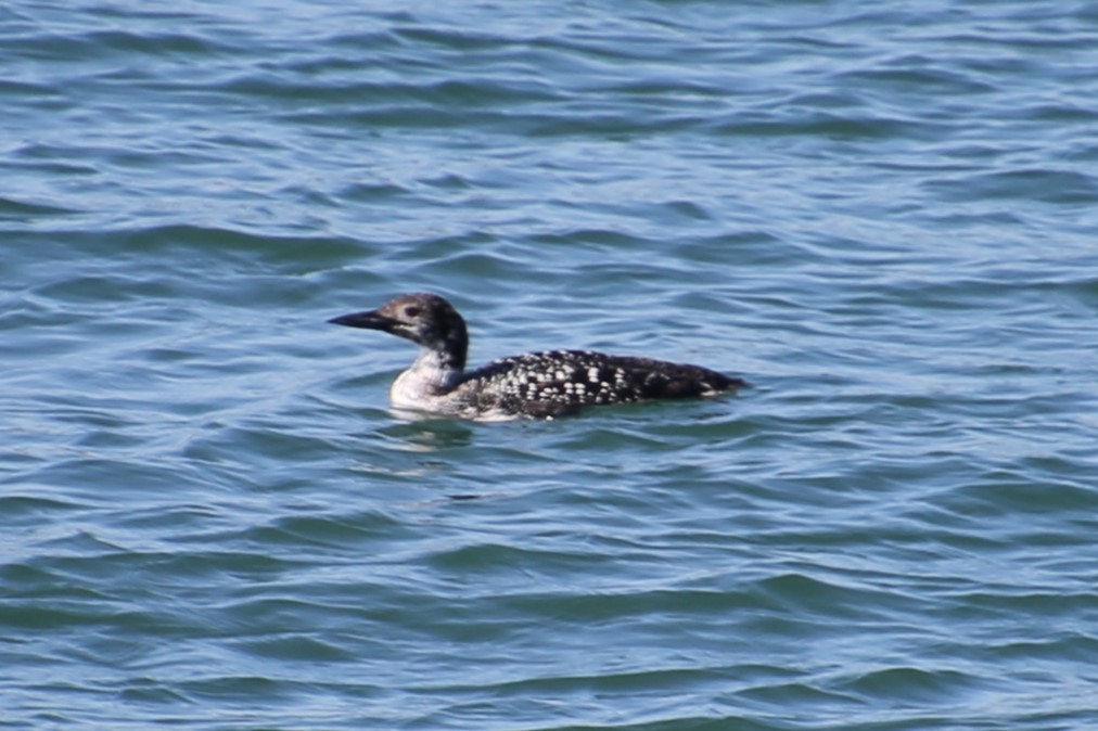 Гагара полярна - ML646872072