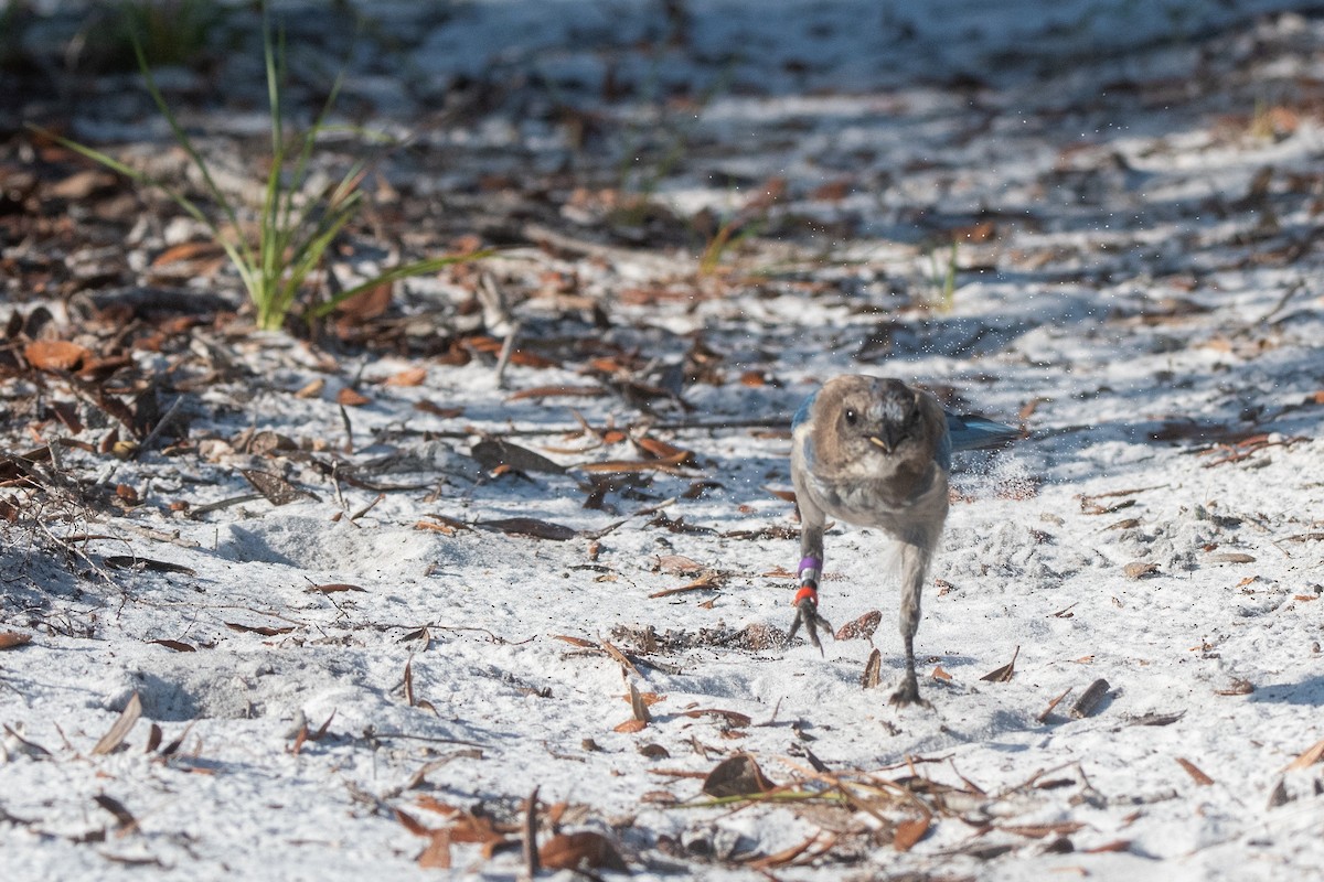 フロリダカケス - ML646872073