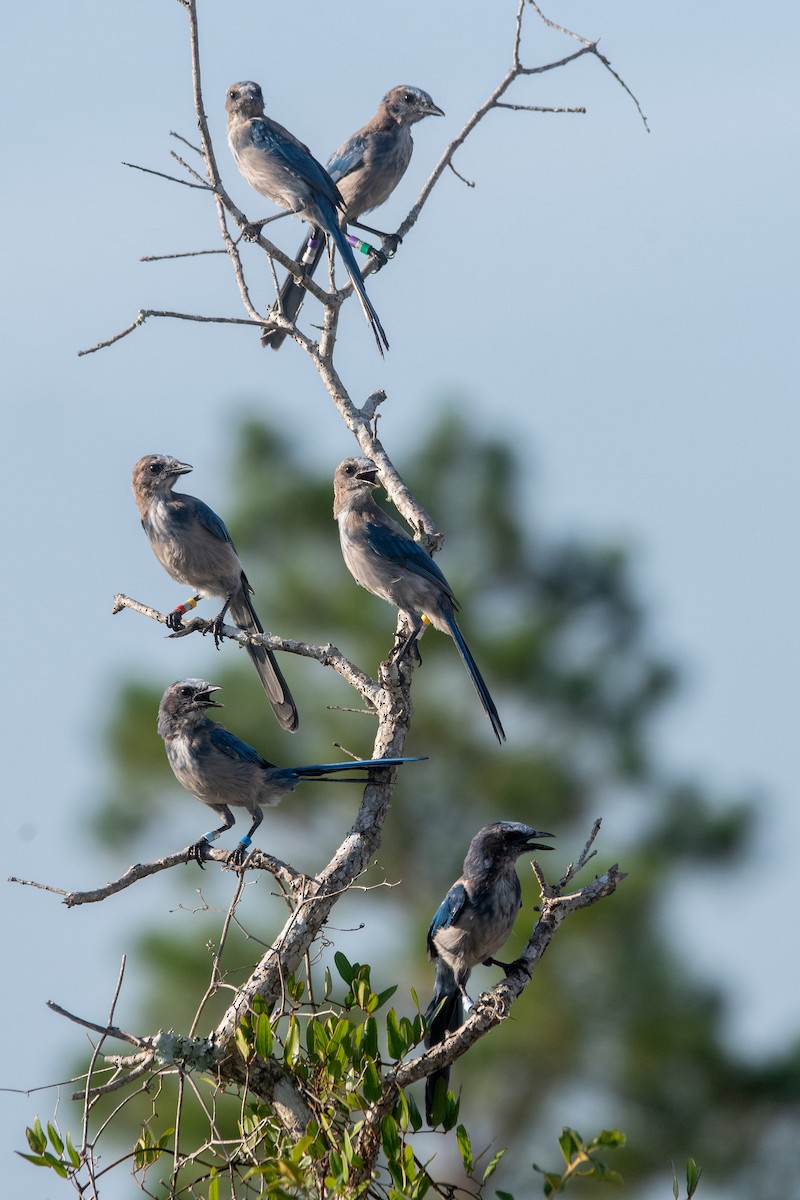 フロリダカケス - ML646872074