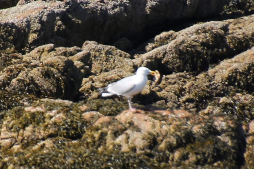 Мартин американський - ML646872075