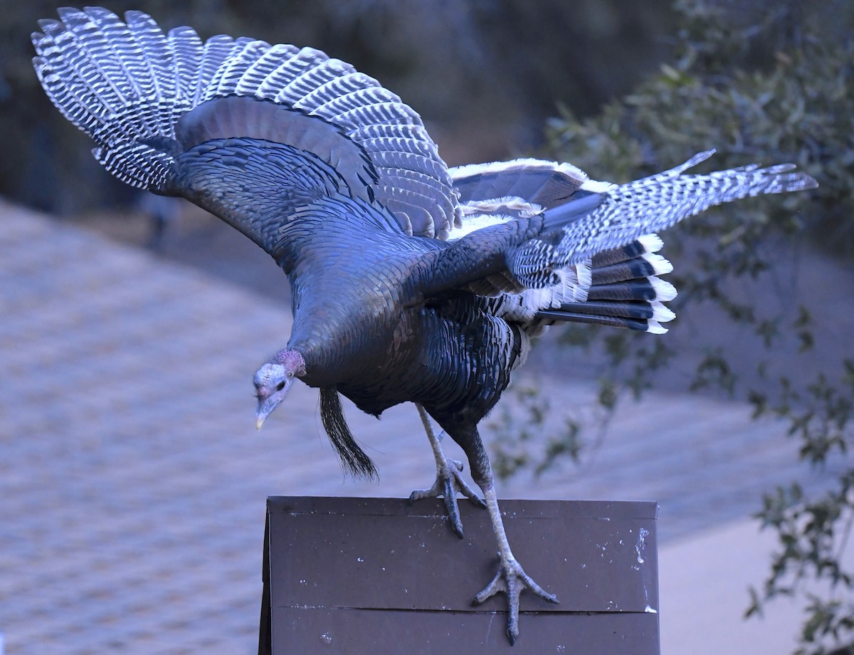 シチメンチョウ - ML646872076