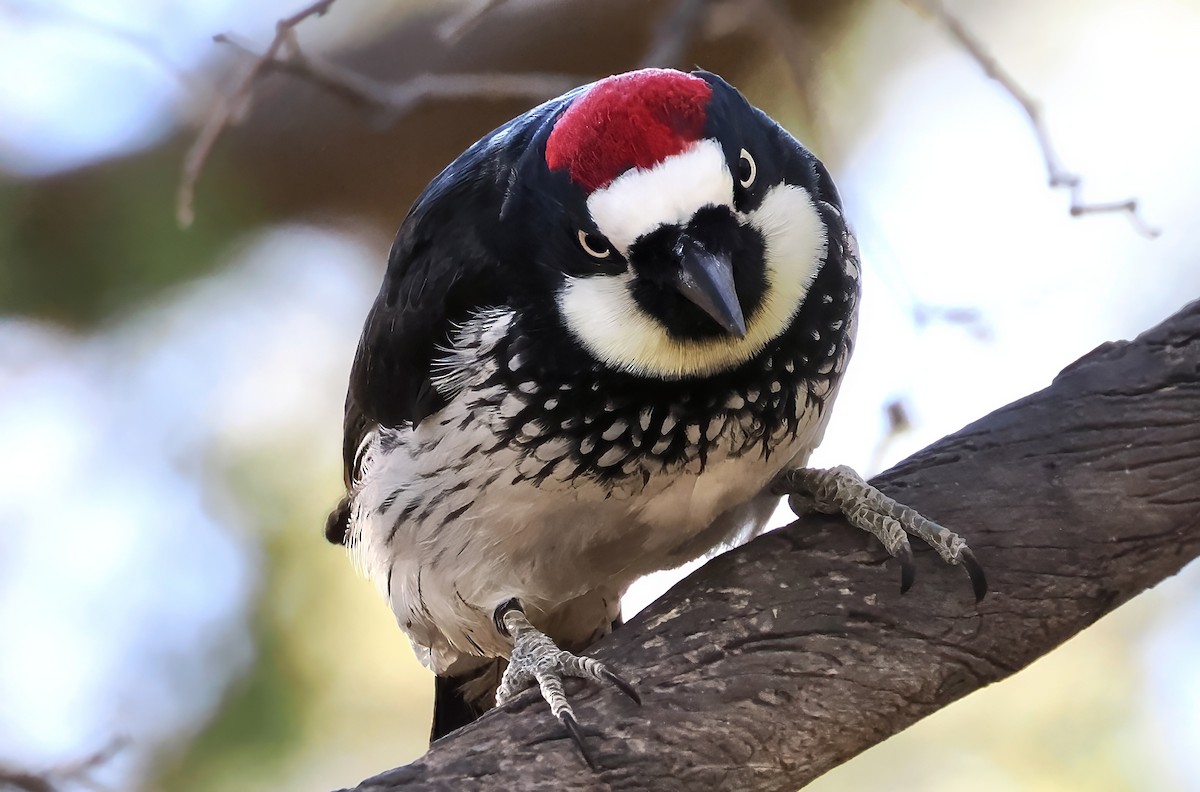 Acorn Woodpecker - ML646872077