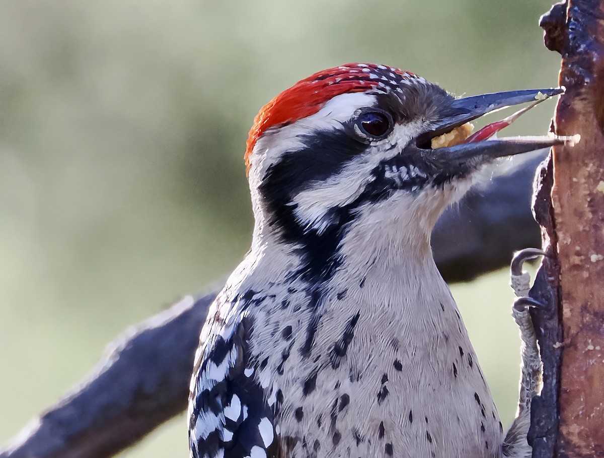 Ladder-backed Woodpecker - ML646872085