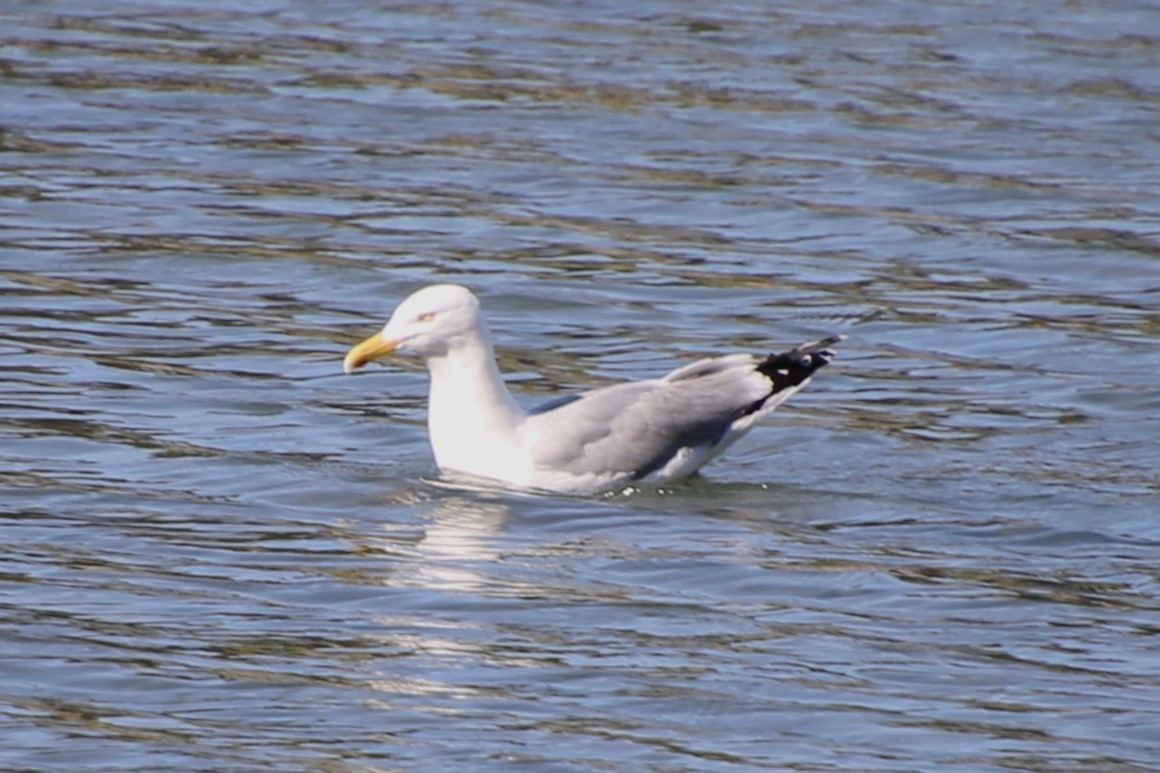 Мартин американський - ML646872086