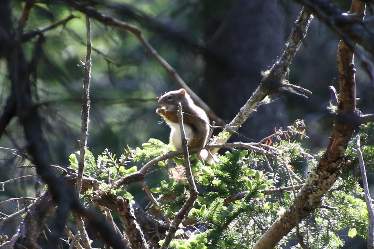 American Red Squirrel - ML646872089