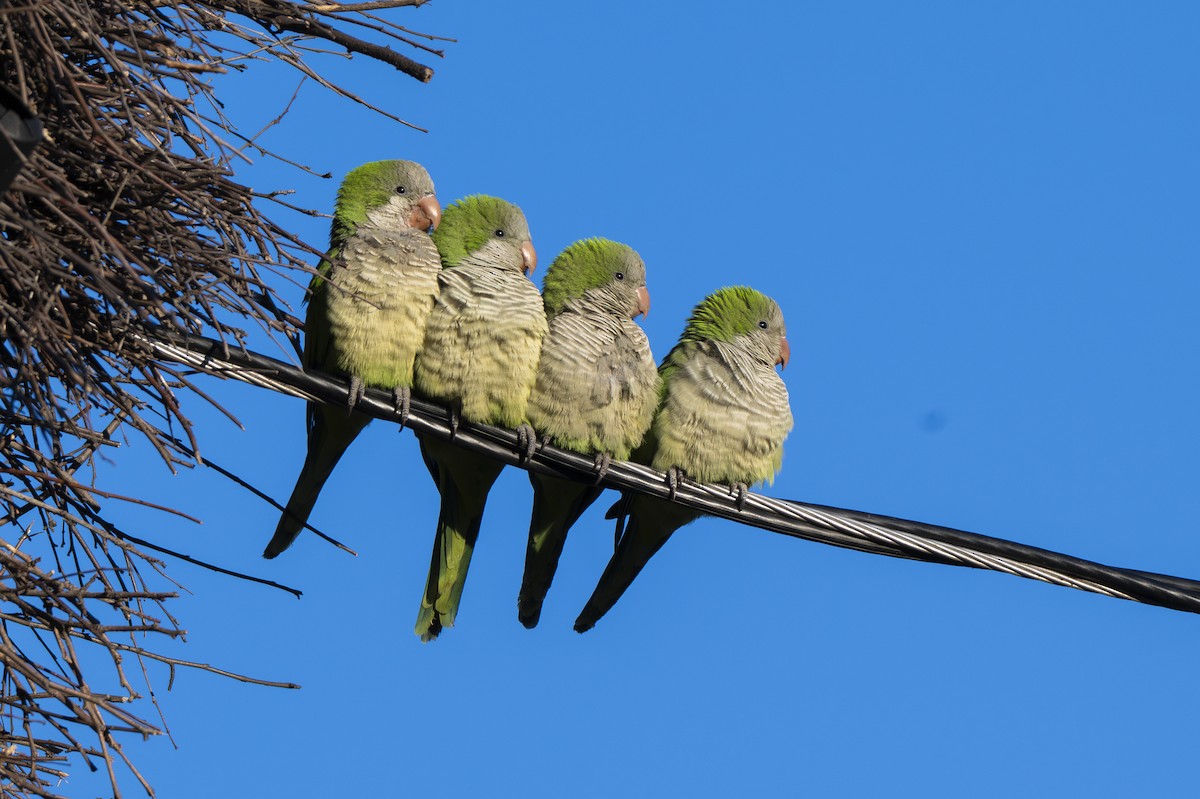 Mönchssittich - ML646872091