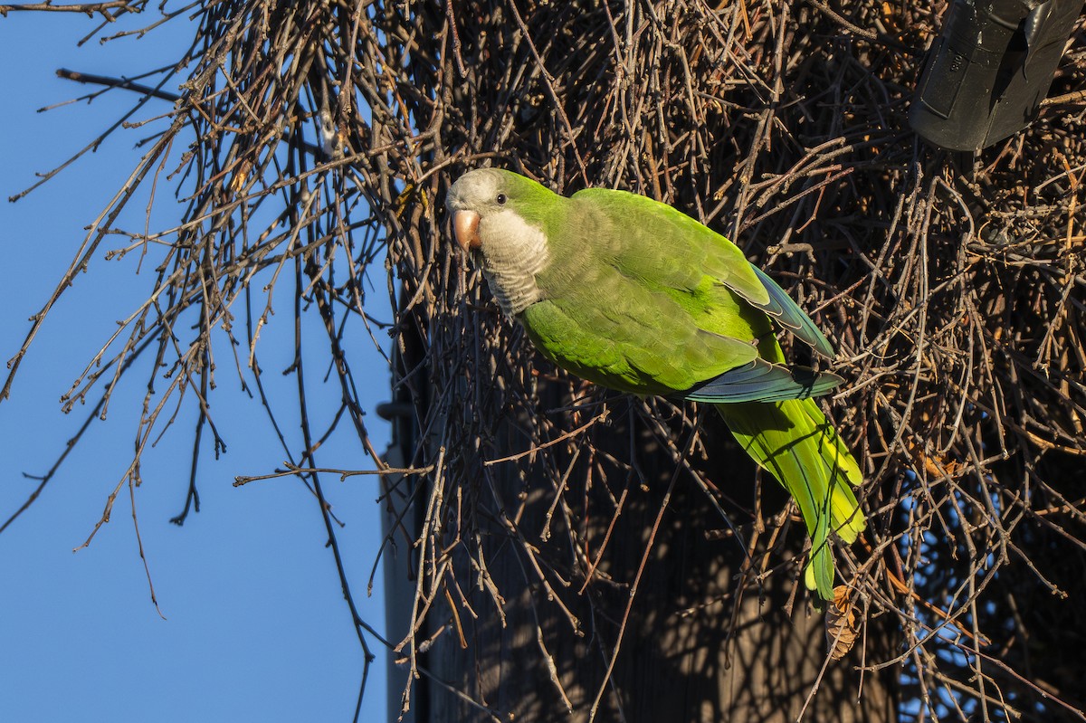 Mönchssittich - ML646872092