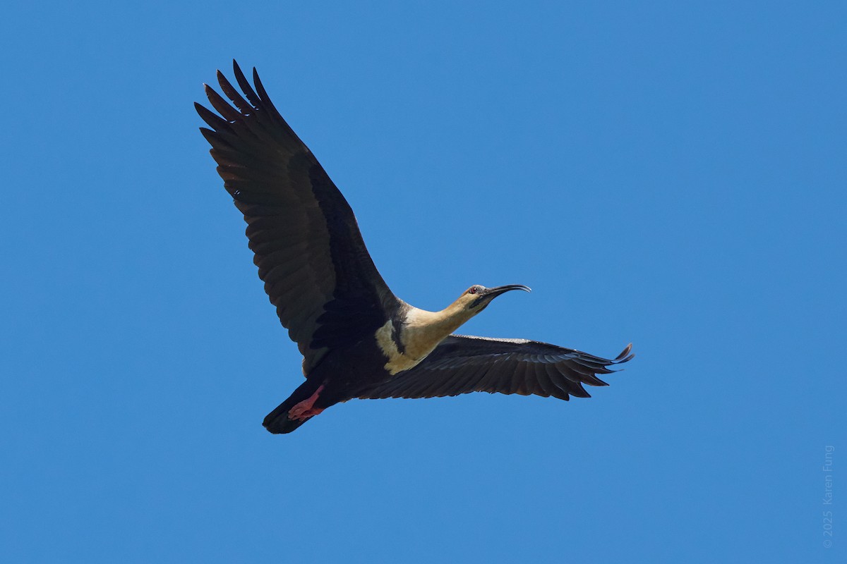 Bandurria Austral - ML646872095