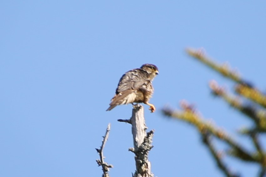 Підсоколик малий - ML646872097