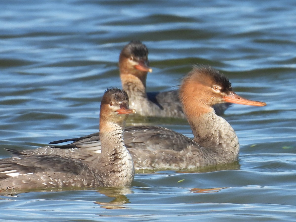 Zerra ertaina - ML646872099