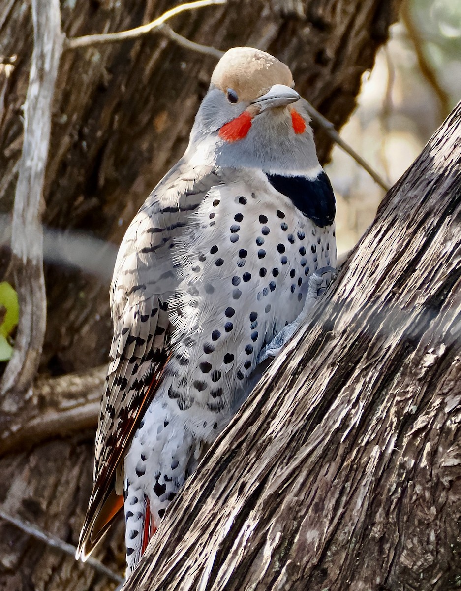 Northern Flicker (Red-shafted) - ML646872101