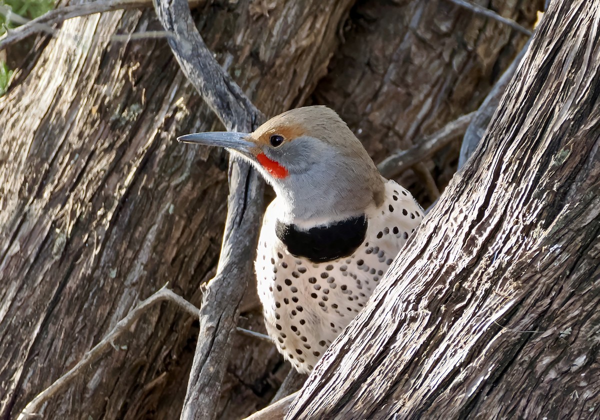 Northern Flicker (Red-shafted) - ML646872102