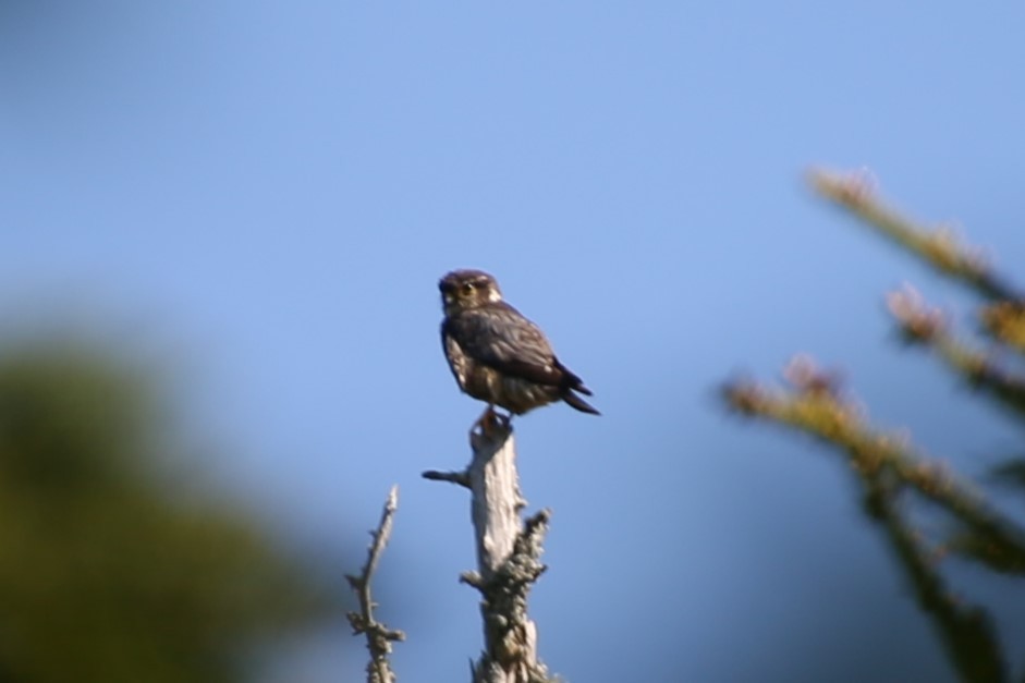 Підсоколик малий - ML646872107