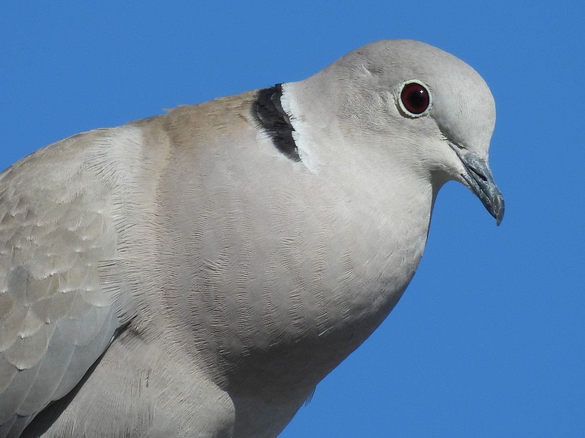 תור צווארון - ML646872108