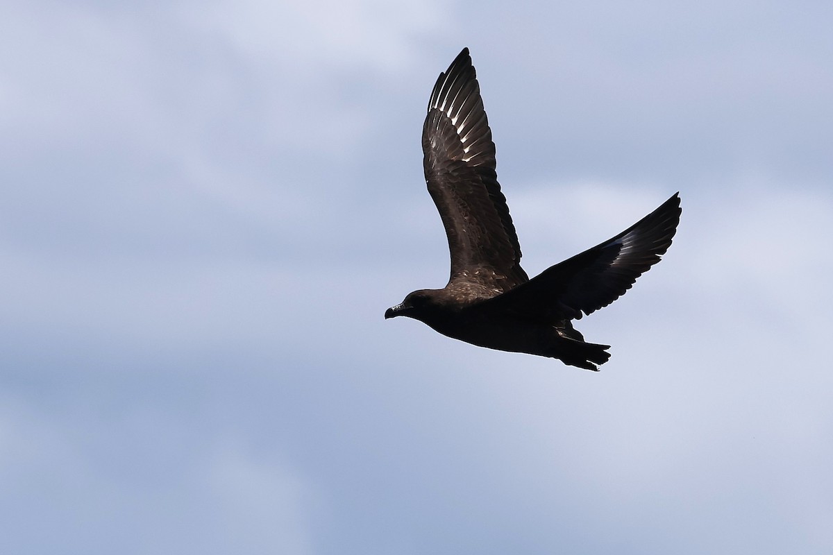 Brown Skua - ML646872110