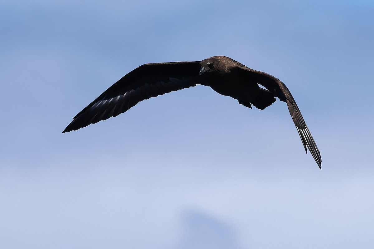 Brown Skua - ML646872111