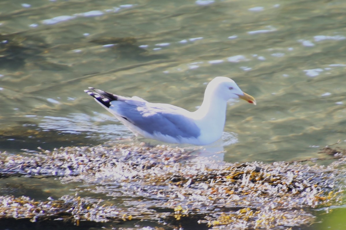 Мартин американський - ML646872114