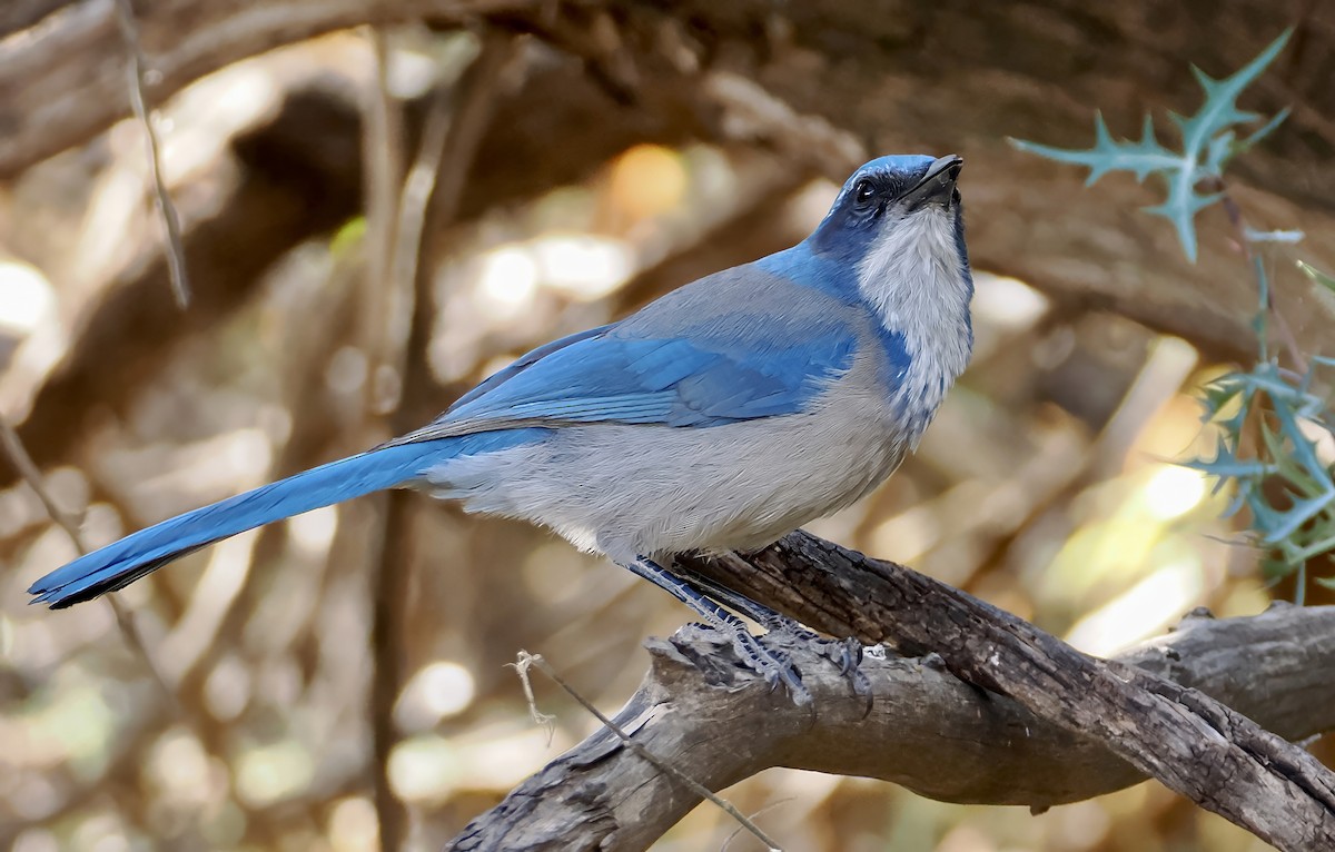 Woodhouse's Scrub-Jay - ML646872115