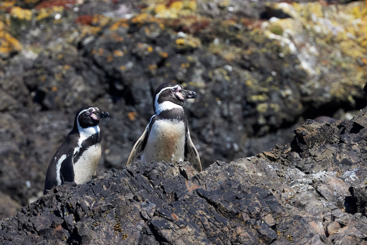Humboldt Penguin - ML646872116