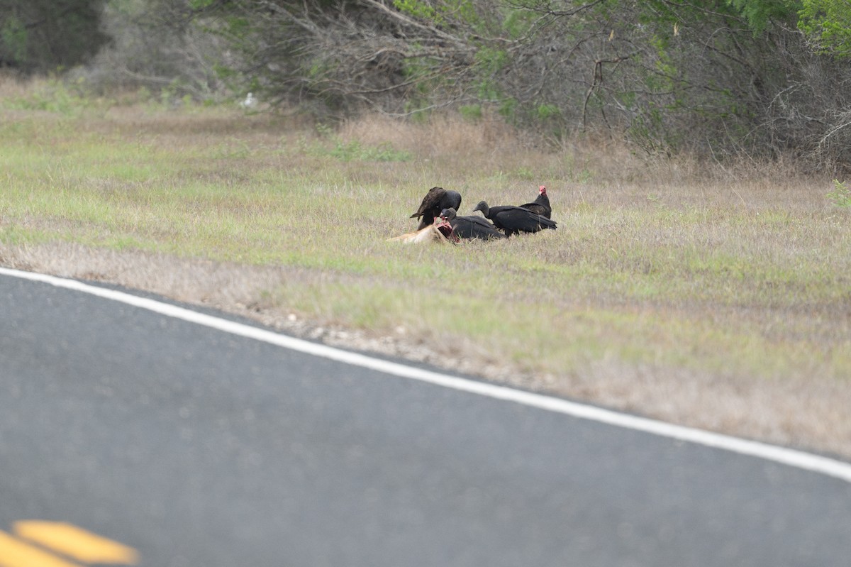 Чёрная катарта - ML646872117