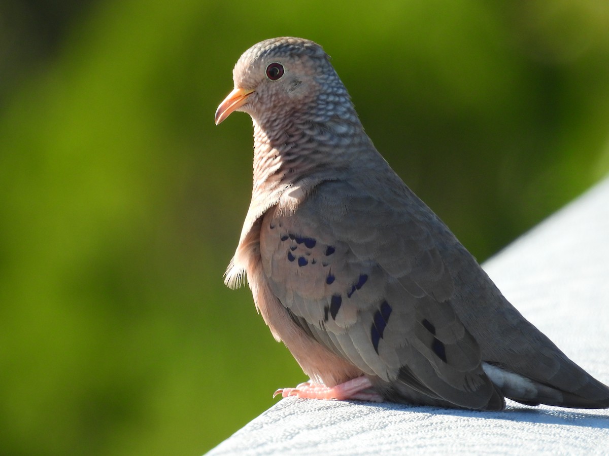 Common Ground Dove - ML646872118