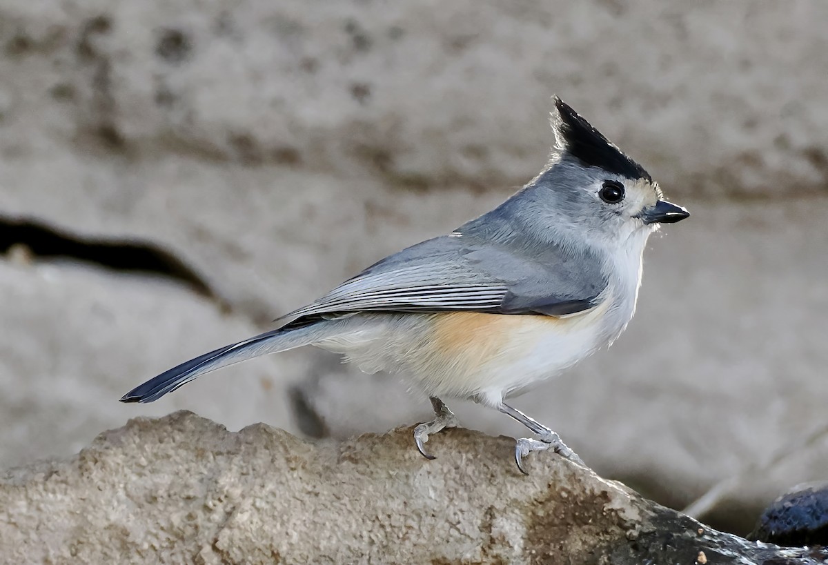 Black-crested Titmouse - ML646872122