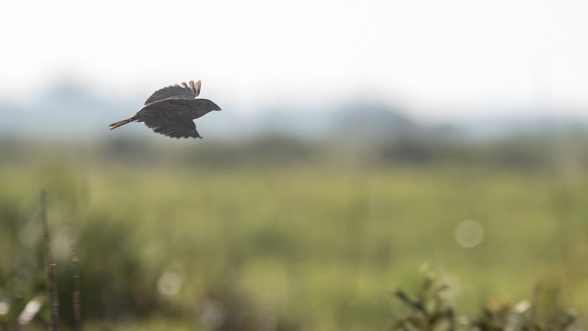 Grasshopper Sparrow - ML646872123