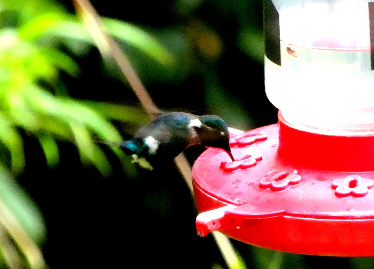 Gorgeted Woodstar - ML646872126