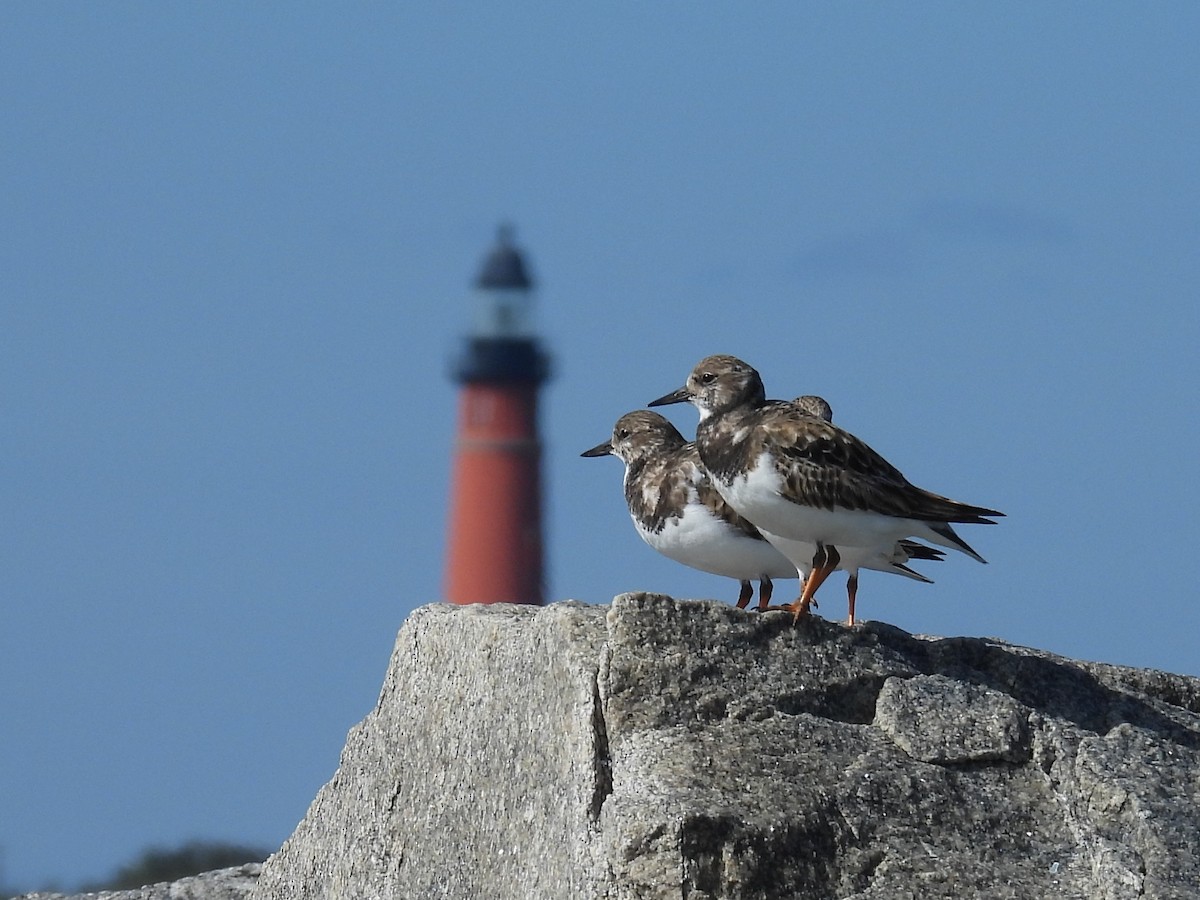 Harri-iraulari arrunta - ML646872127