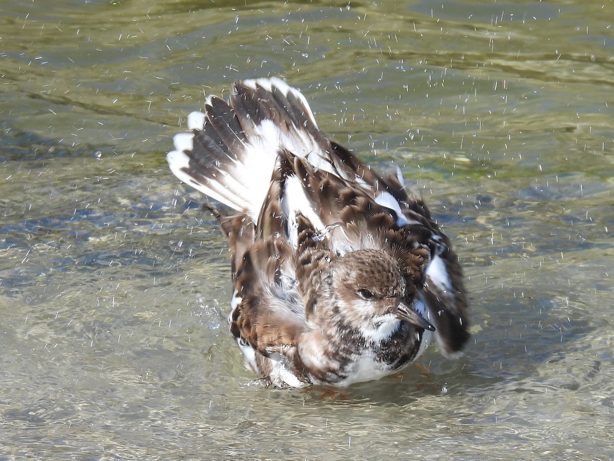 Harri-iraulari arrunta - ML646872128