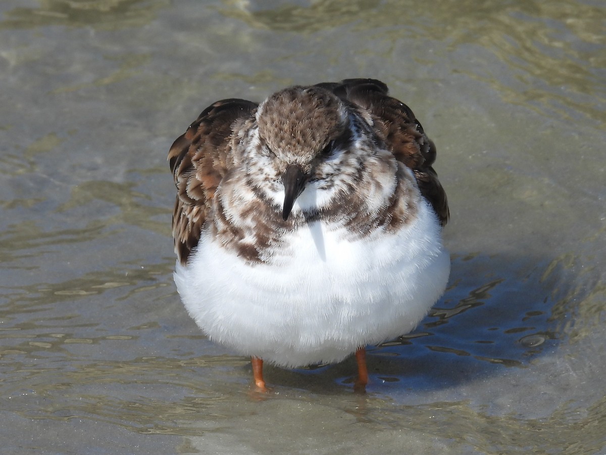 Harri-iraulari arrunta - ML646872129