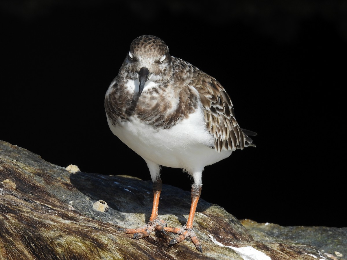 Harri-iraulari arrunta - ML646872130