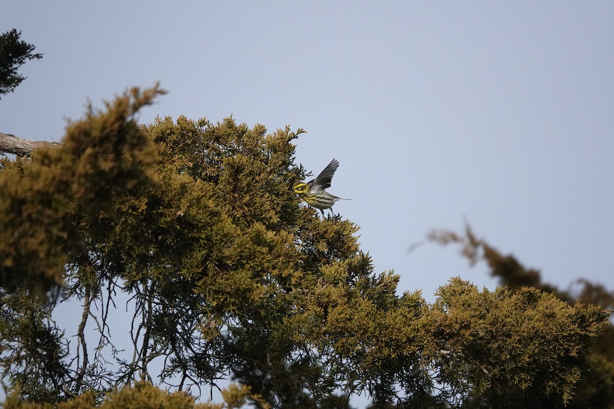 Townsend's Warbler - ML646872131