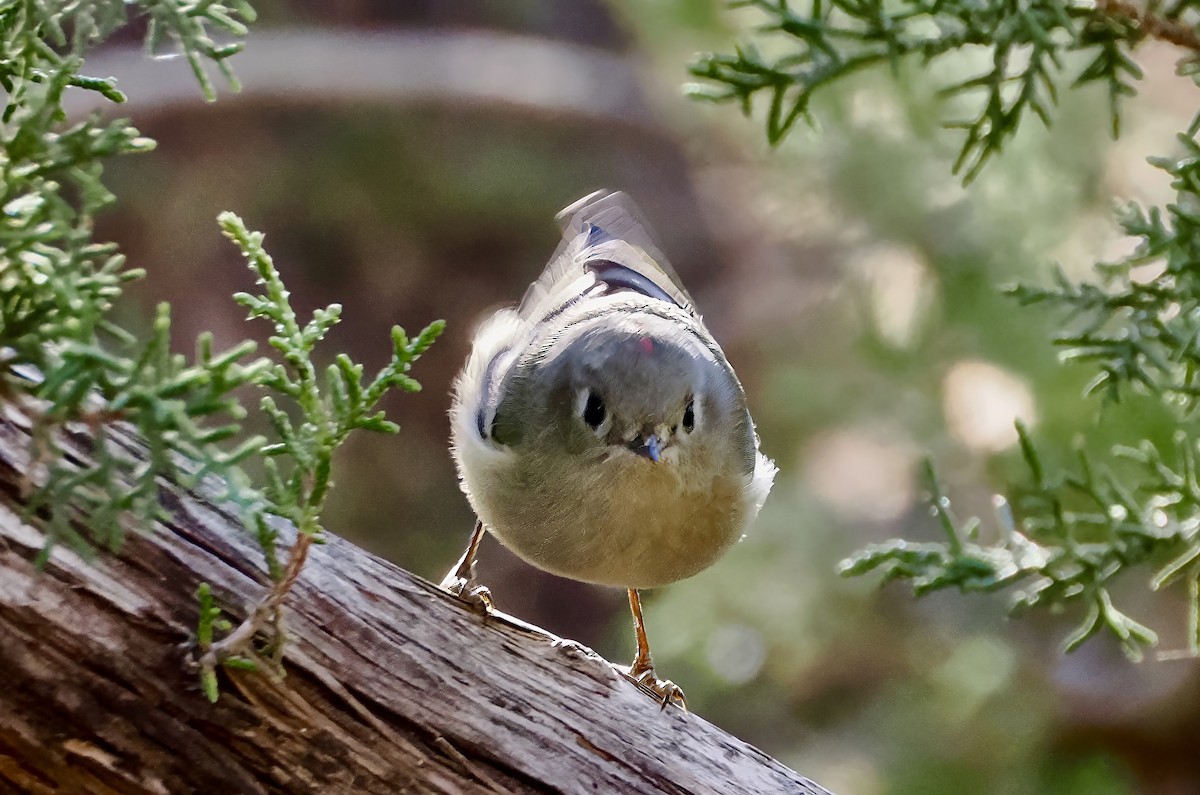 Ruby-crowned Kinglet - ML646872134