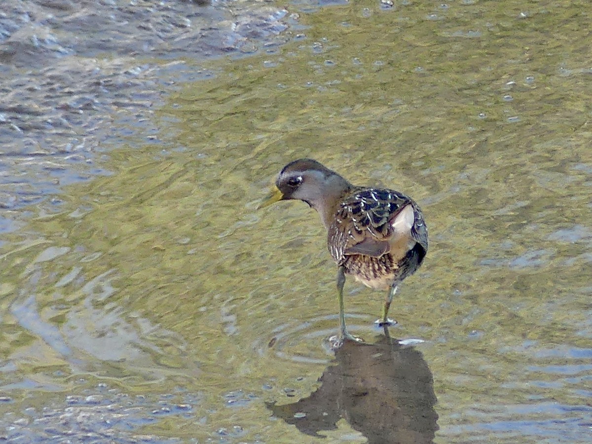 Polluela Sora - ML646872136