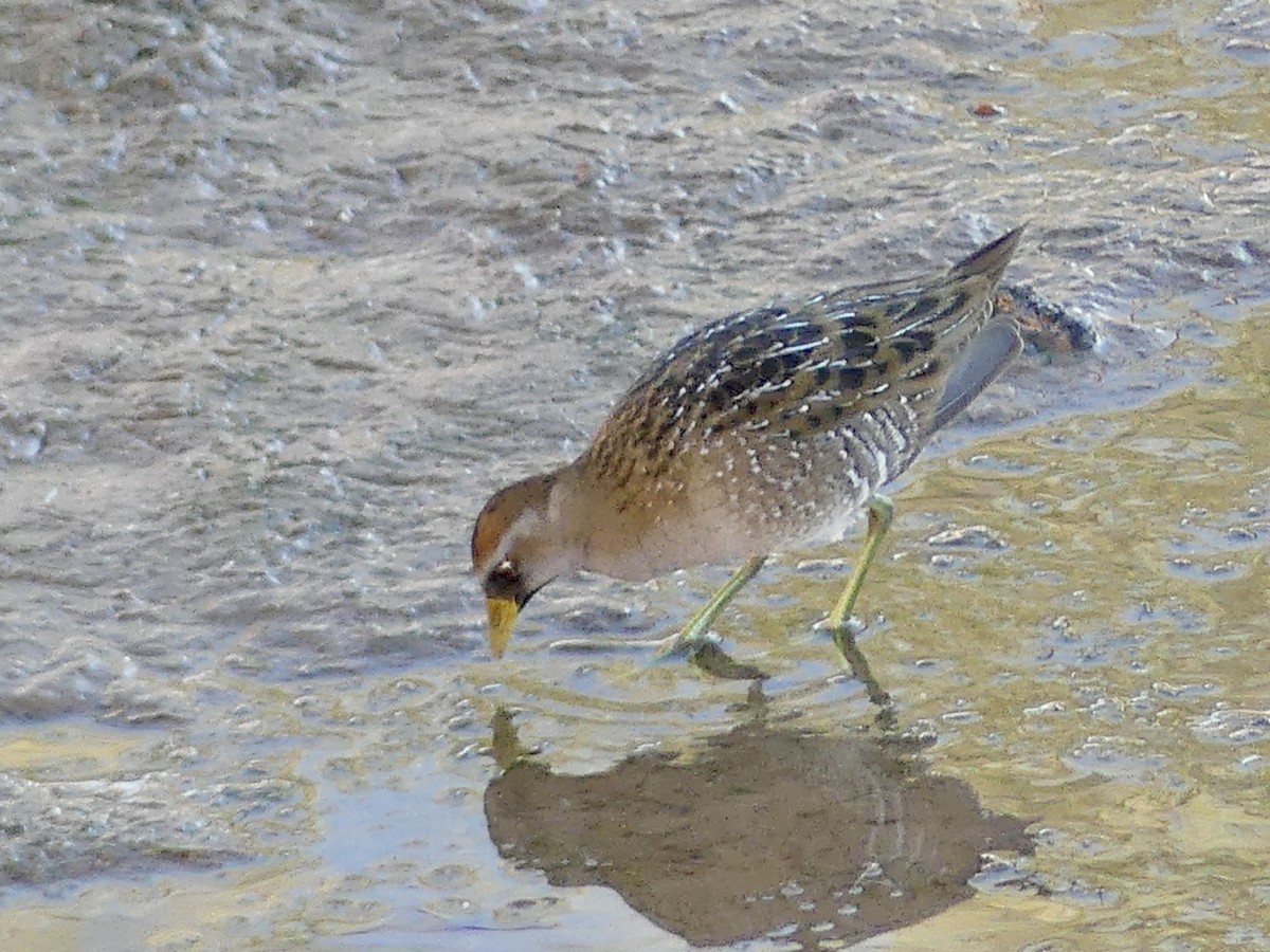 Polluela Sora - ML646872137